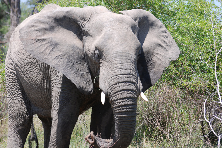 פיל, אילוסטרציה