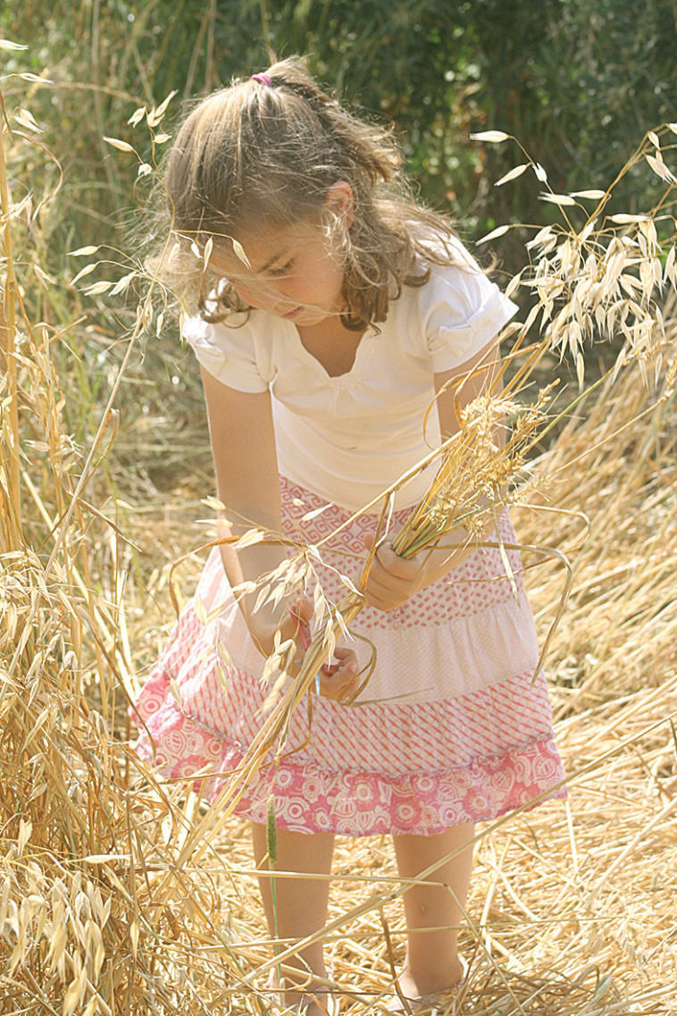 קציר שיבולים בחבל מודיעין 