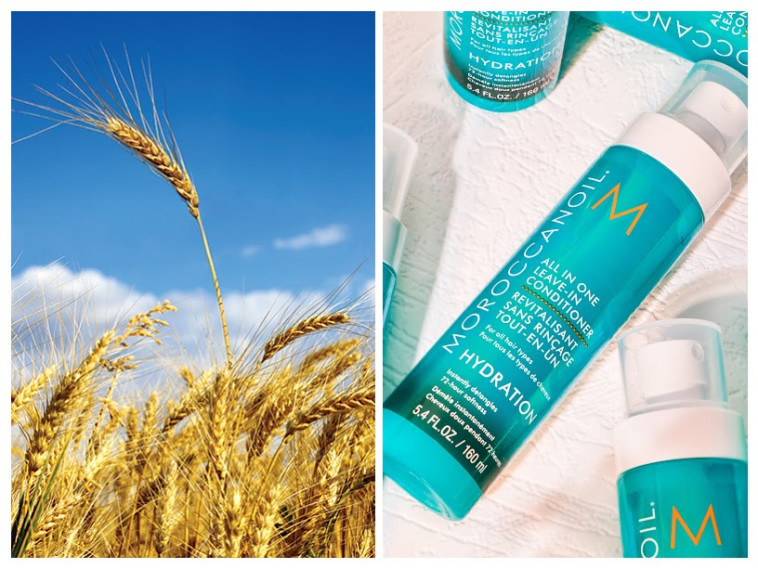 מוצרי MOROCCANOIL לטיפוח השיער. מכילים תמצית שעורה