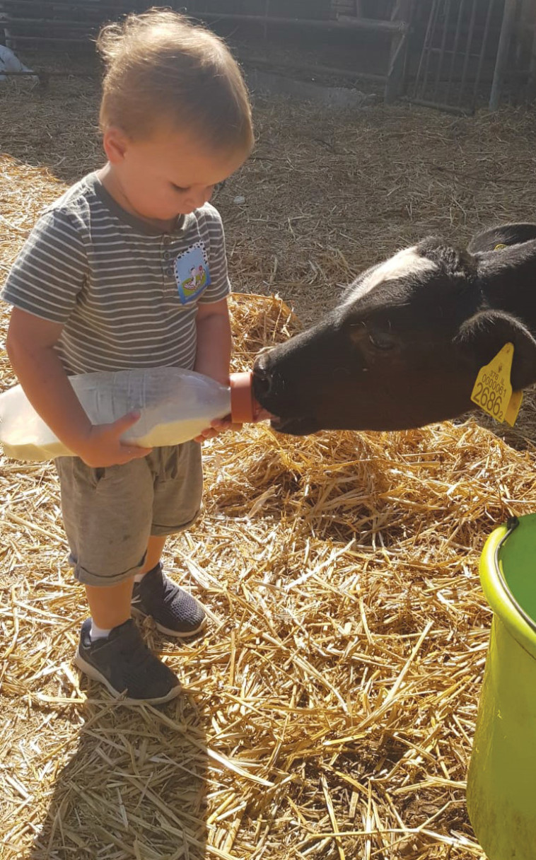 שביל פרות החלב 