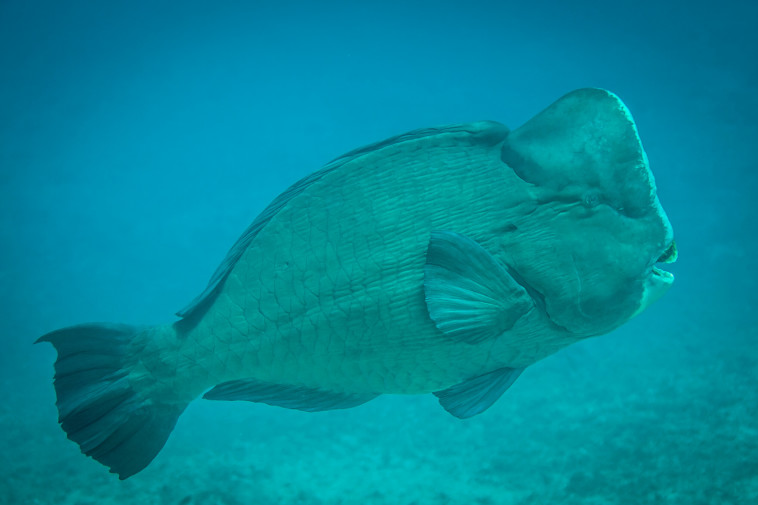 מינים שבסכנת ההכחדה החמורה ביותר נמצאו כ''מכוערים''