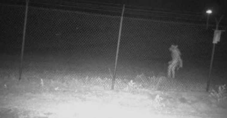 ''איש זאב''? מה מסתתר מאוחורי הדמות המסתורית שהופיעה לפנות בוקר בגן החיות?