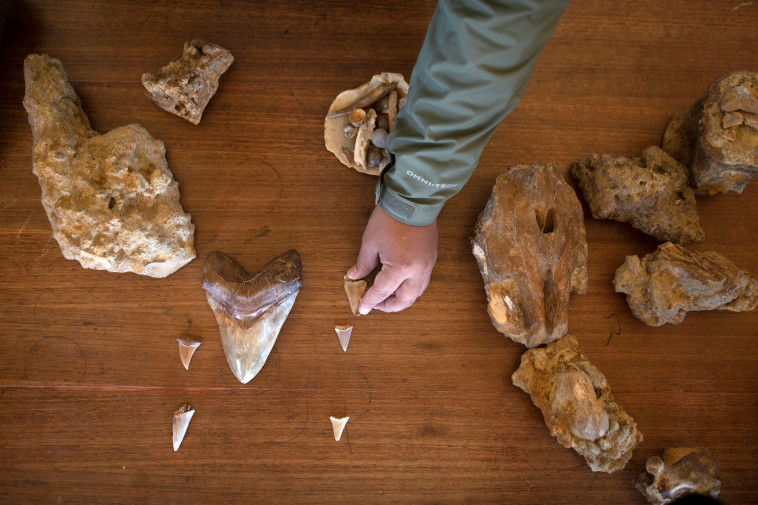 שן של כריש פרהיסטורי לעומת שיניים של כרישים חיים