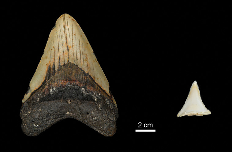 שן מגלודון משמאל, שן של כריש לבן מימין (צילום: רויטרס)