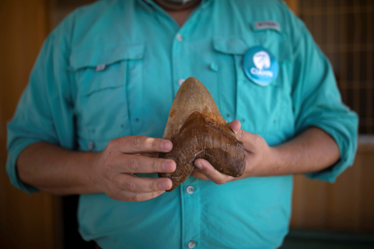 חוששים כי הוא עדיין קיים בקרקעית האוקיינוס, שן מגלודון