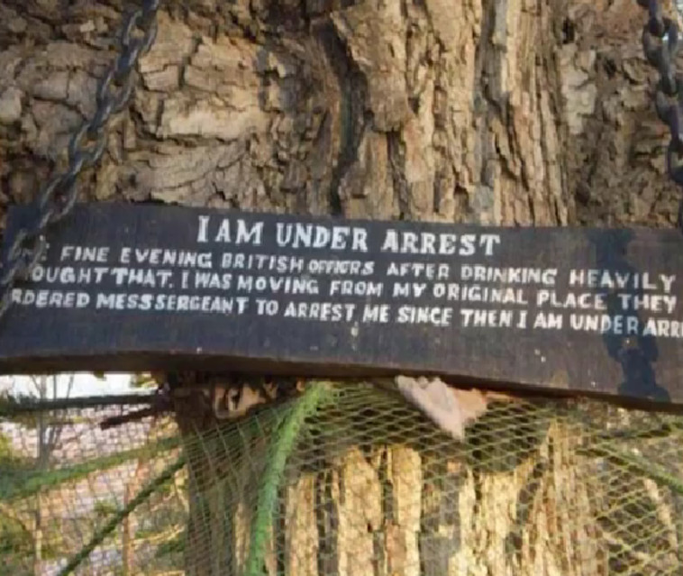 ''אני עצור'', השלט שהונח על העץ (צילום: צילום מסך טיקטוק)