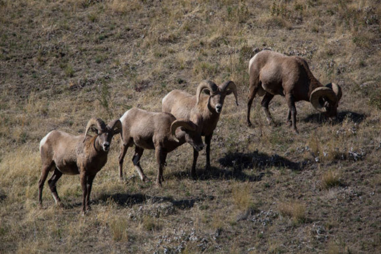 מי שמעמיד הכי הרבה צאצאים שיגיעו לבגרות הוא הכי כשיר. קבוצת זכרי כבש גדול קרניים (צילום: Ryan Hagerty/USFWS)