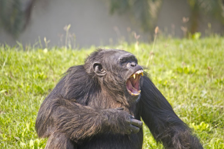 מגוון רחב של סוגי קולות, ומגוון רחב עוד יותר של צירופים. שימפנזה מדברת  (צילום: tantrik71, Shutterstock)