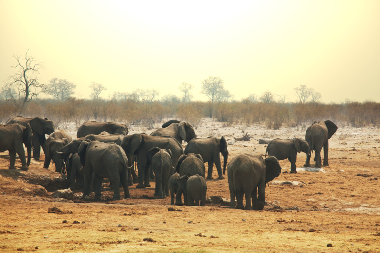 עדר פילים, אילוסטרציה (צילום: אינג'אימג')