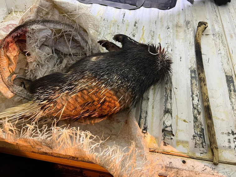 תיעוד קשה לצפייה