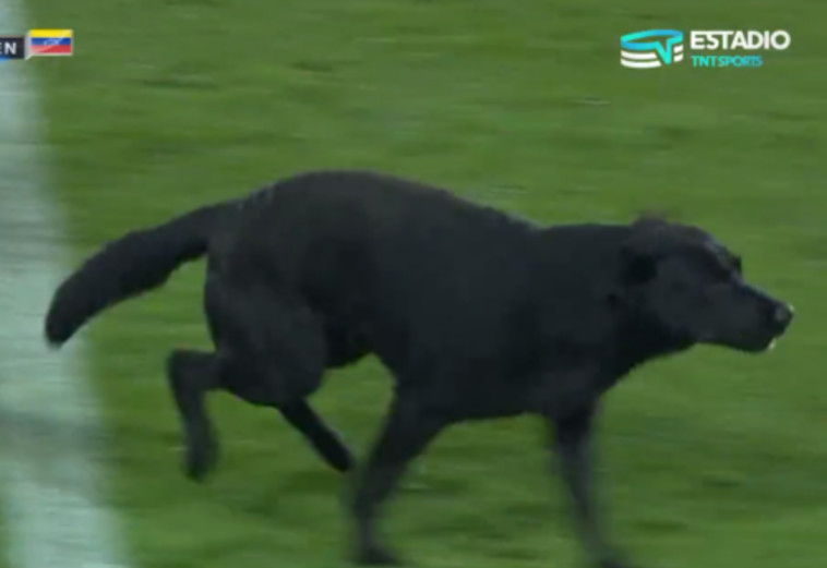 התפרץ לכר הדשא בעיצומו של המשחק