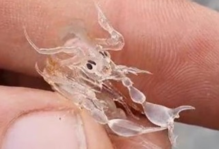 פרונימה, בעל חיים המצוי באוקיינוסים