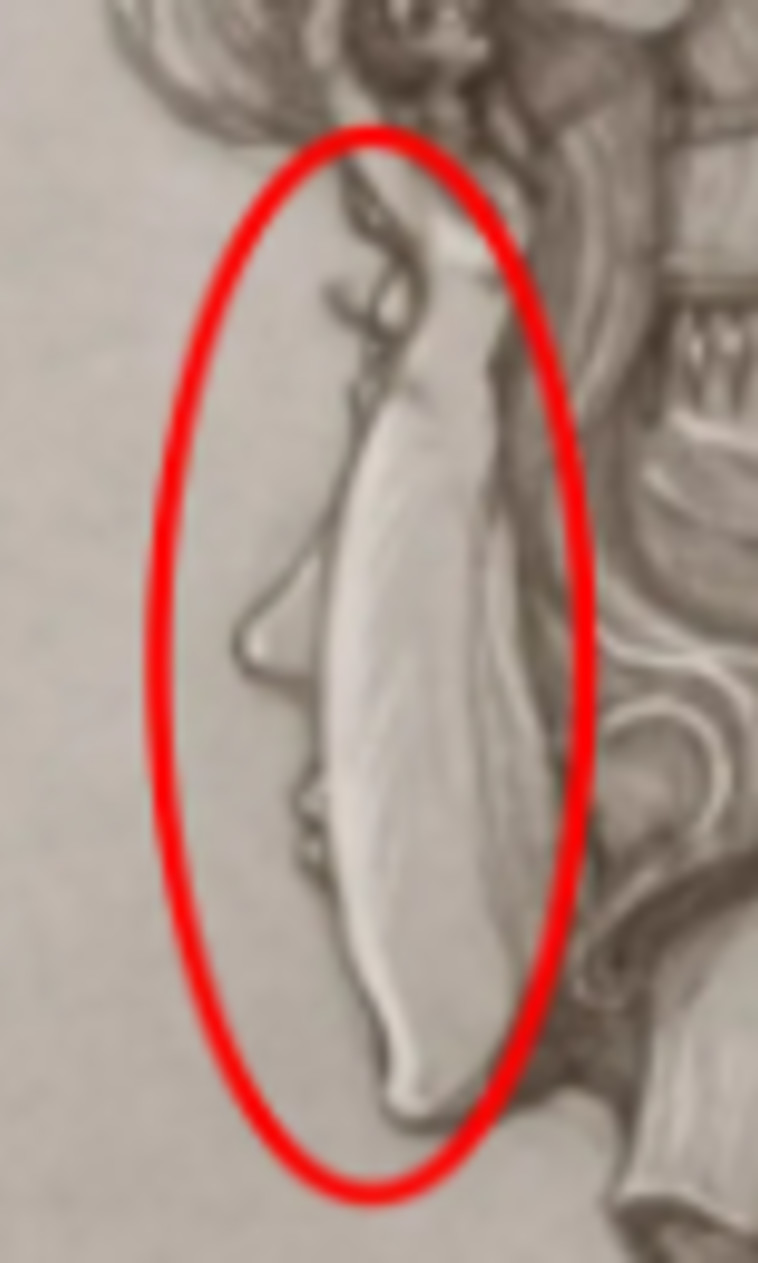 פניה של האישה השלישית