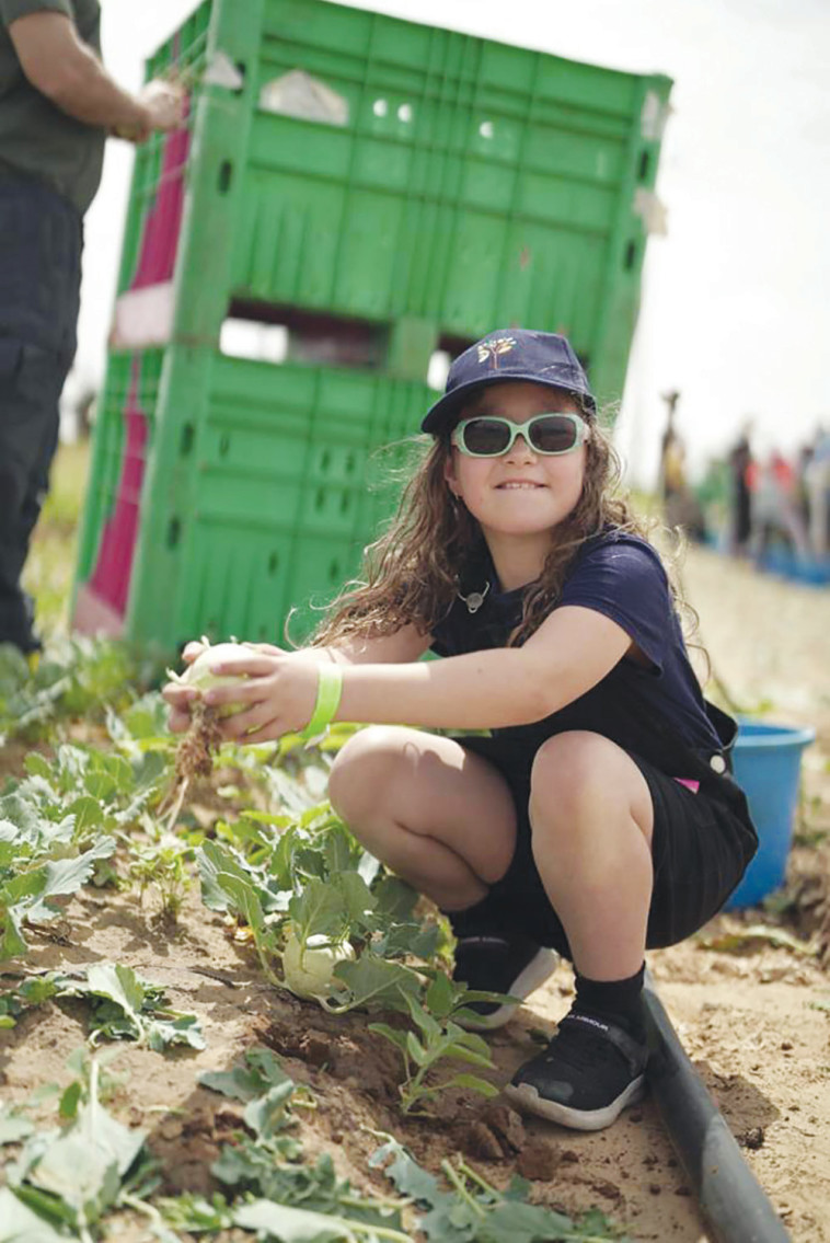 קטיף משפחות