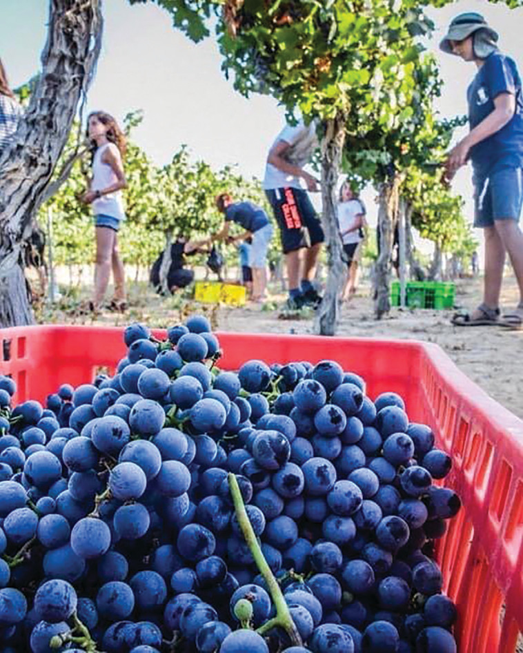 פסטיבל הבציר