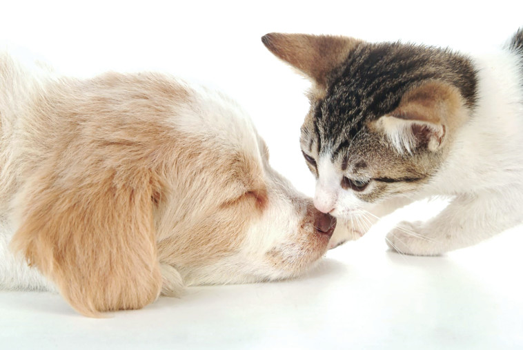 צער בעלי חיים