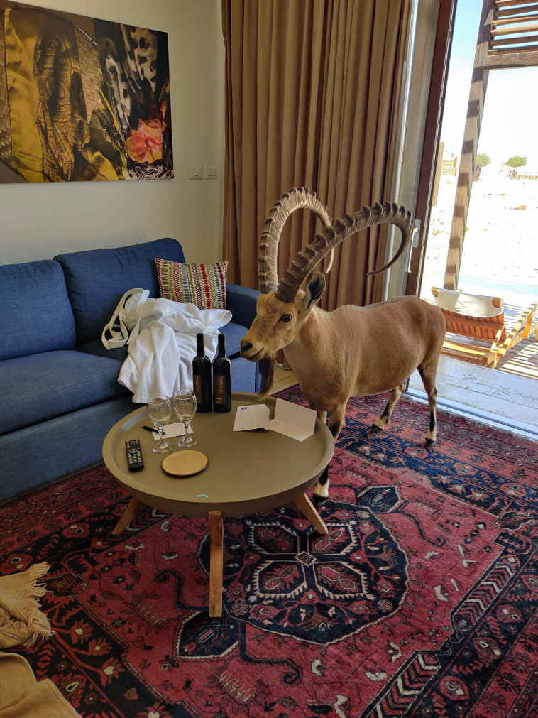 יעל נכנס לחדר האורחים במלון (צילום: ליאור נוידרפר)