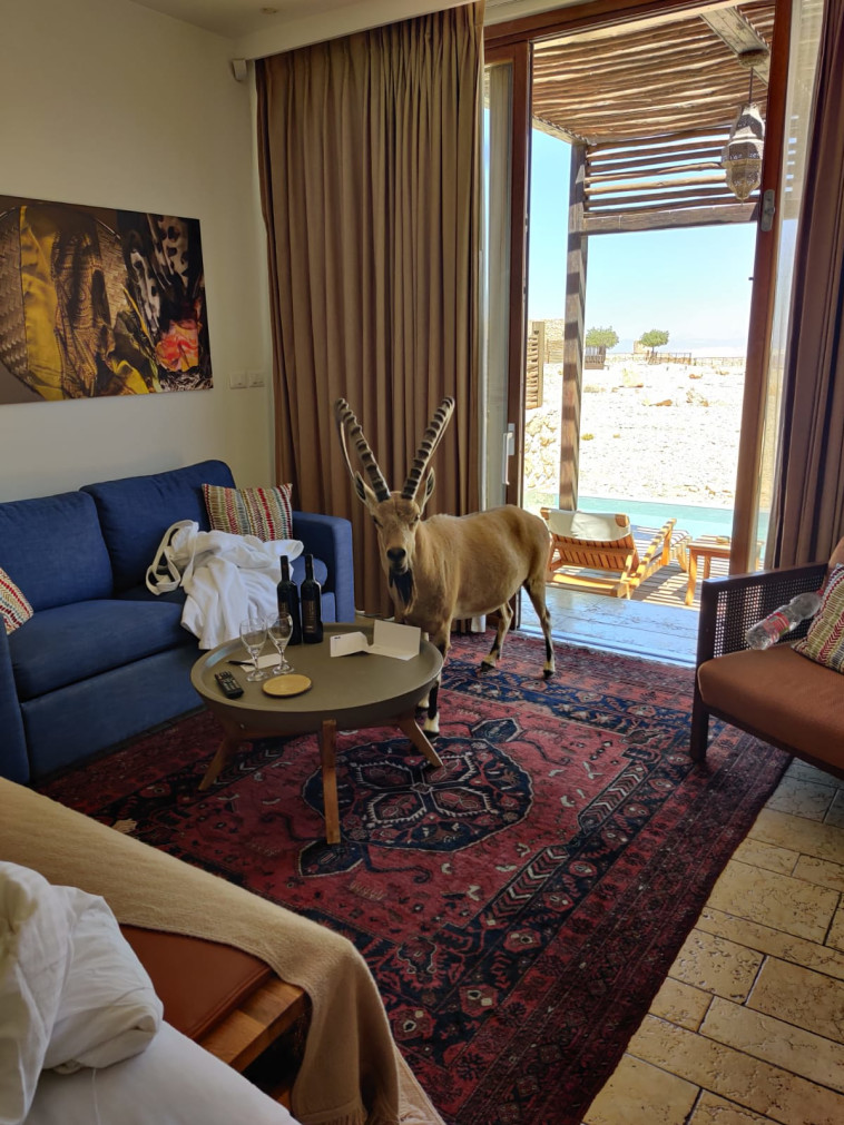 אכל פיסת נייר וגורש בחזרה למדבר