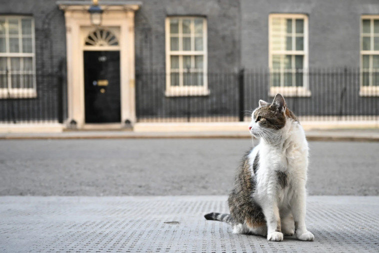 לארי החתול מחוץ לקבינט הבריטי (צילום: Getty images)