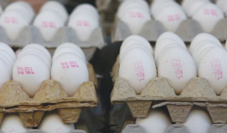 תבניות ביצים