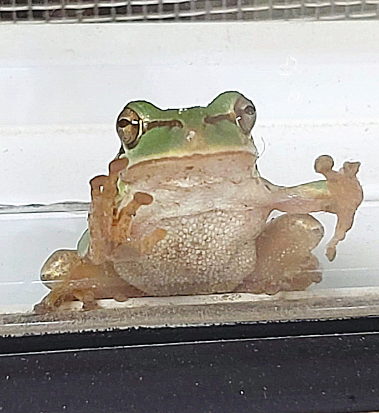 צפרדע אילנית (צילום: צילום יונה בליכר)