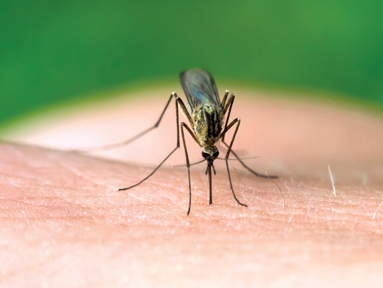 בבית שאליו פרץ ארבו שני יתושים צמאי דם שעקצו אותו