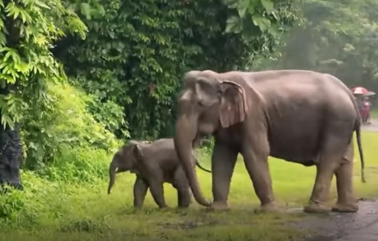 חצו בזהירות את דרכם בחזרה לאזור המיוער של הפארק