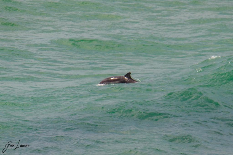Un dauphin solitaire à Sidney Ali Beach, Herzliya (Photo : Guy Levian et Alon Penn, Nature and Parks Authority)