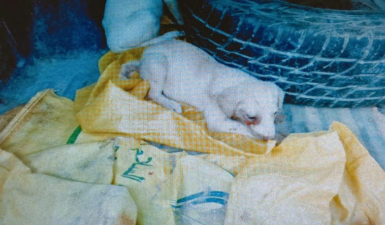 אחד הגורים שנמצאו