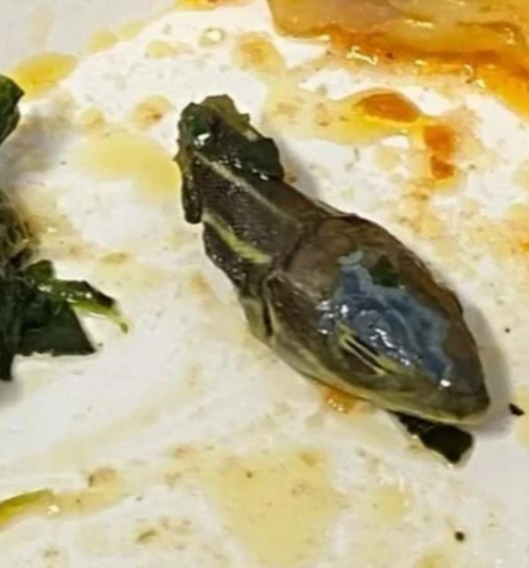 ראש של נחש נמצא בחמגשית האוכל בטיסה