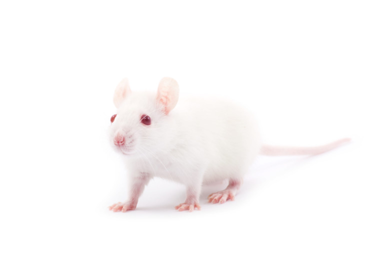 הצליחו לחדש תאים בעכברים מבוגרים (צילום: אינג'אימג')