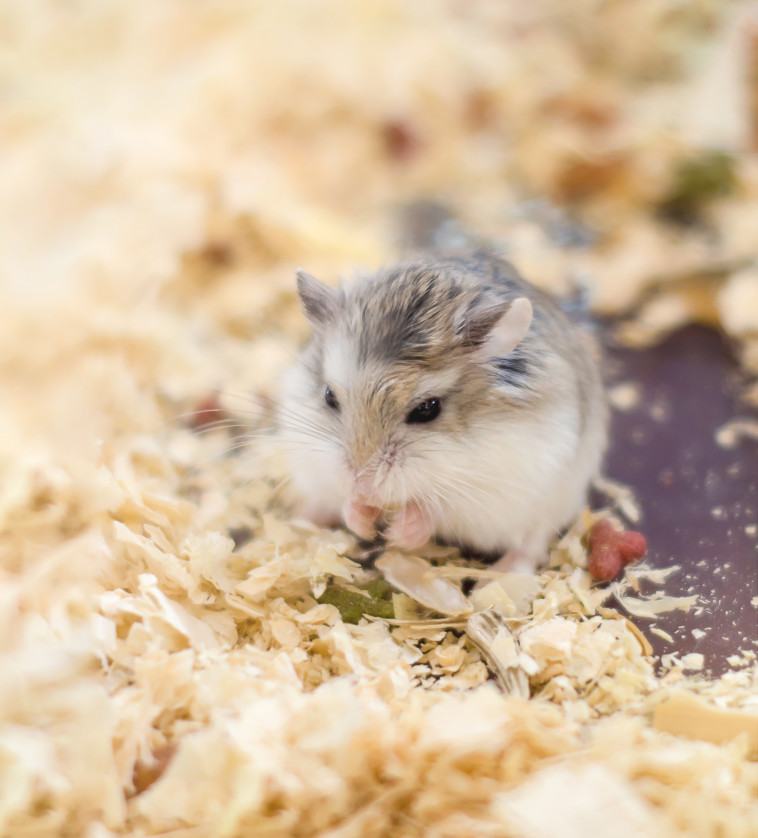 הבאים בתור לניסוי המוצלח הם בני האדם