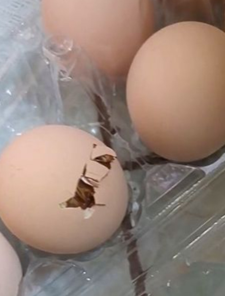 ביצה מתבנית הביצים שנרכשה בסופר בקעה (צילום: מתוך פייסבוק)