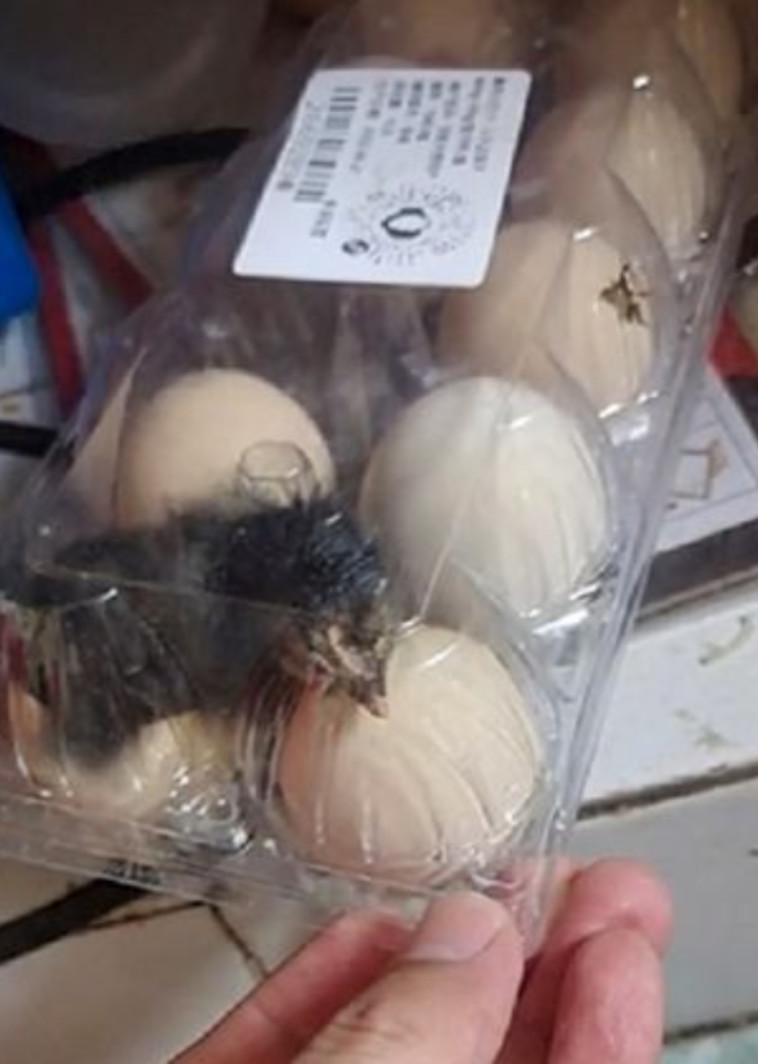 אפרוח שחור ואומלל בתבנית הביצים