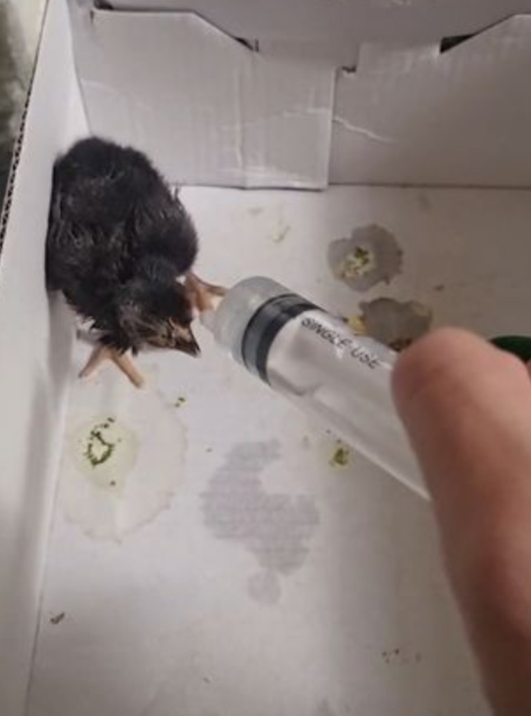 מגדל את האפרוח כעת, מקווה שיגדל להיות תרנגולת