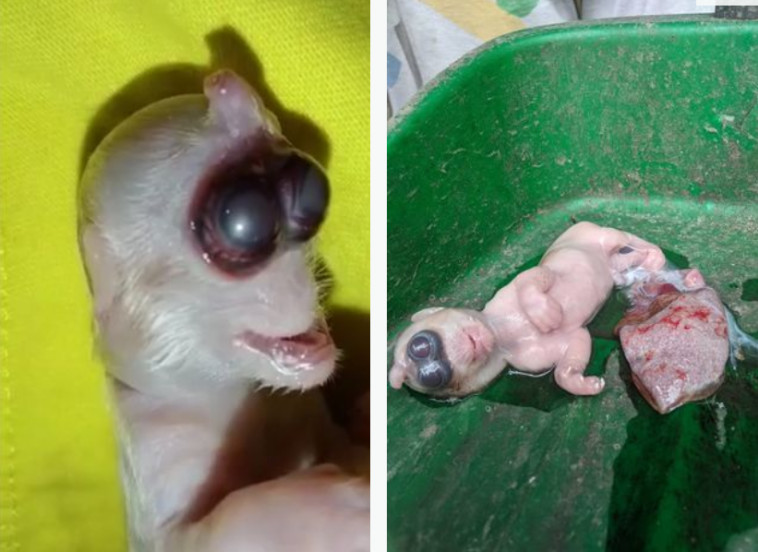 אמונה טפלה או תוצאה של תת תזונה?