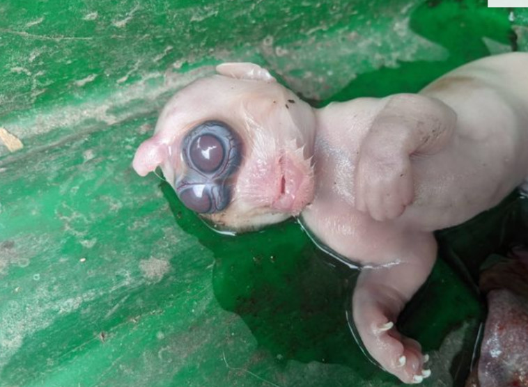 שרד חצי שעה בלבד לאחר ההמלטה