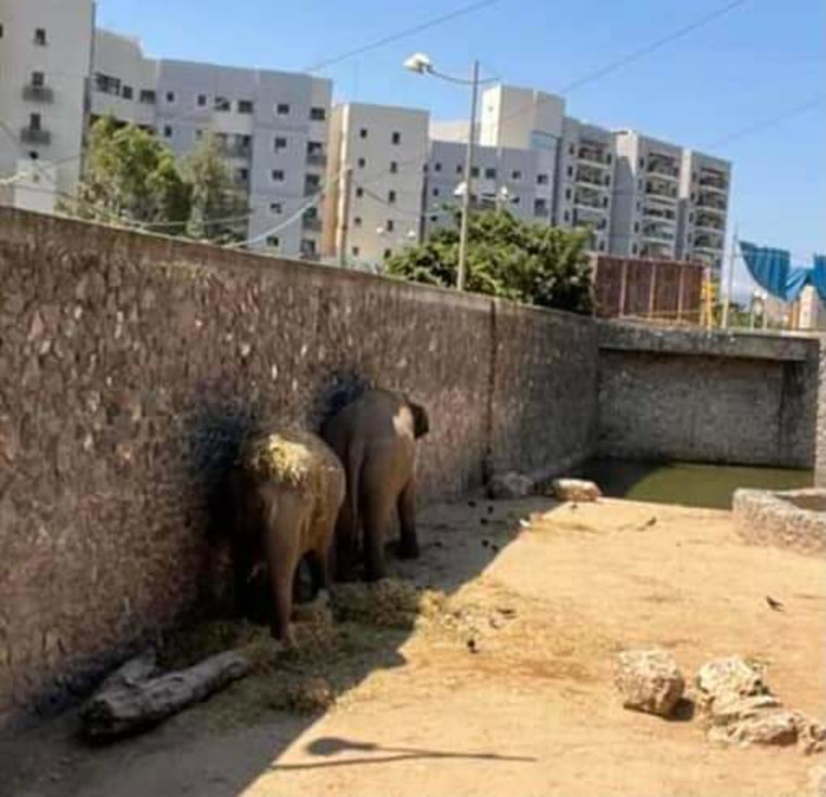 הפילים ב''חי פארק'' (צילום: ללא)
