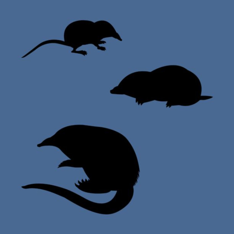 הדמויות המוסוות מסומנות בשחור. האם הצלחתם לראות אותן?