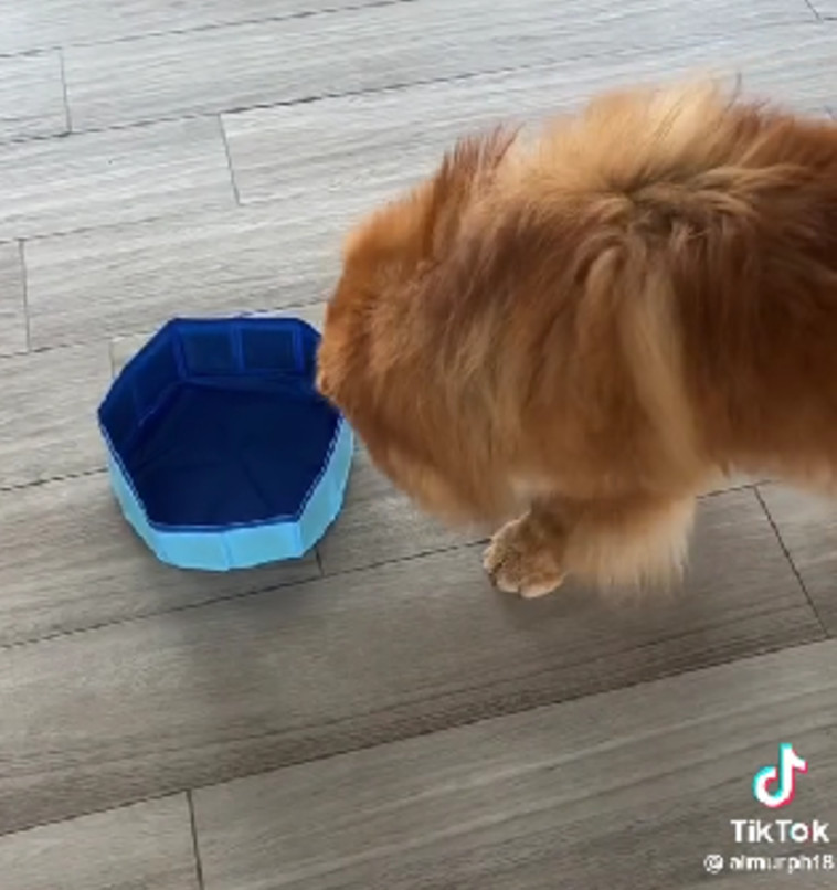 טוני לצד הבריכה שהגיעה במידה קצת יותר קטנה 