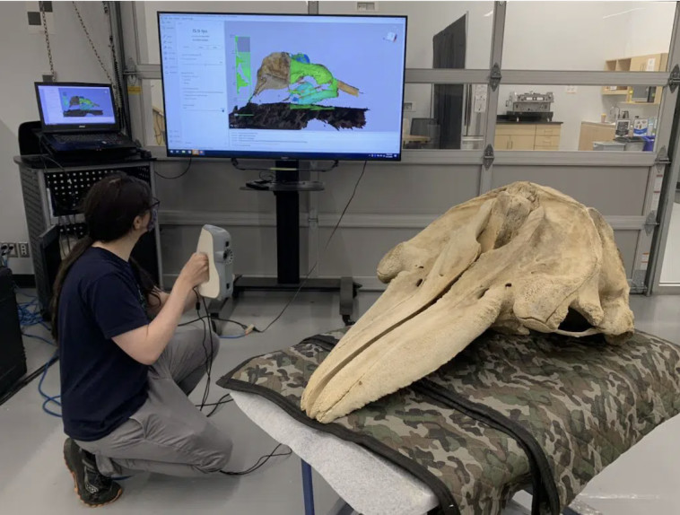 עצמות הלווייתנים שוכפלו באמצעות סריקות והדפסת תלת מימד