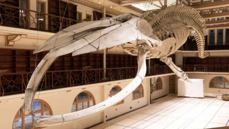 Suspended blue whale bones exhibited in Perth Australia. Source Western Australia Museum