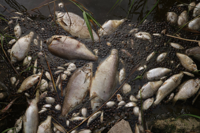 עשרות טונות של דגים מתו עקב הזיהום הכבד (צילום: Sean Gallup/Getty Images)