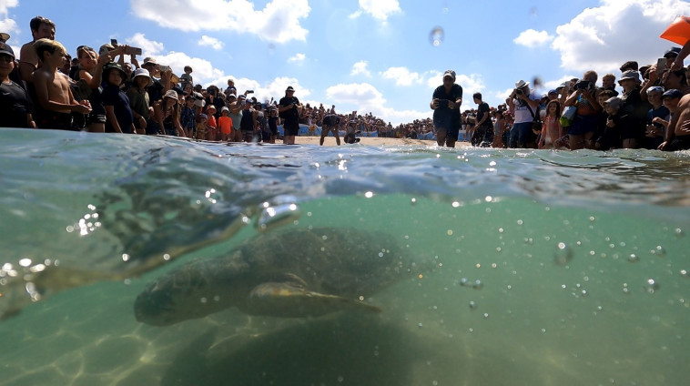 השניות הראשונות של צב הים במים (צילום:  ד''ר יניב לוי מנהל המרכז להצלת צבי ים ברשות הטבע והגנים)