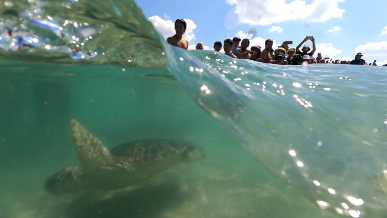 התמונות החצויות בין מי הים לסביבה החופית משקפות היטב את מורכבות החיים של צבי הים
