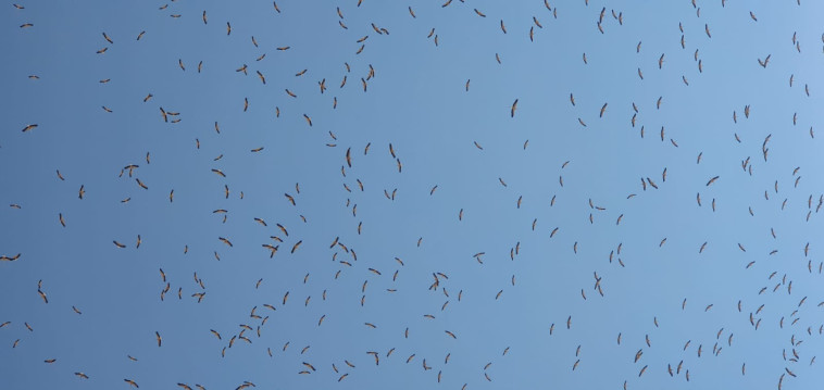 נדידת הסתיו של החסידות הלבנות