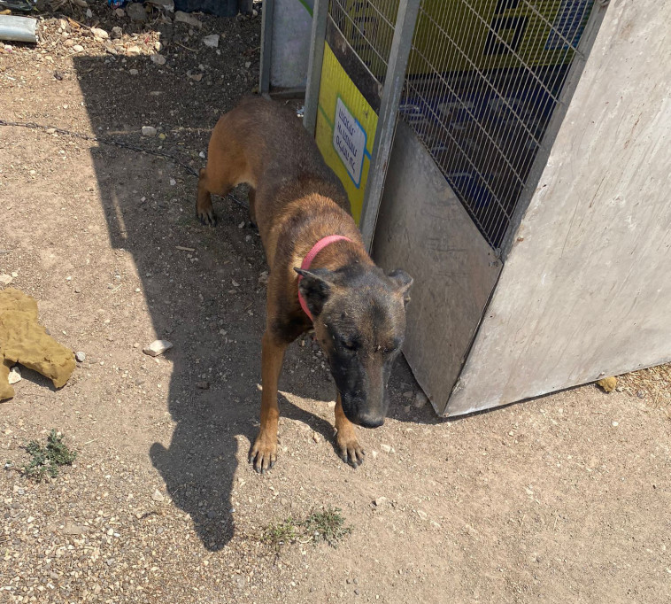 אחד מן הכלבים שאותרו