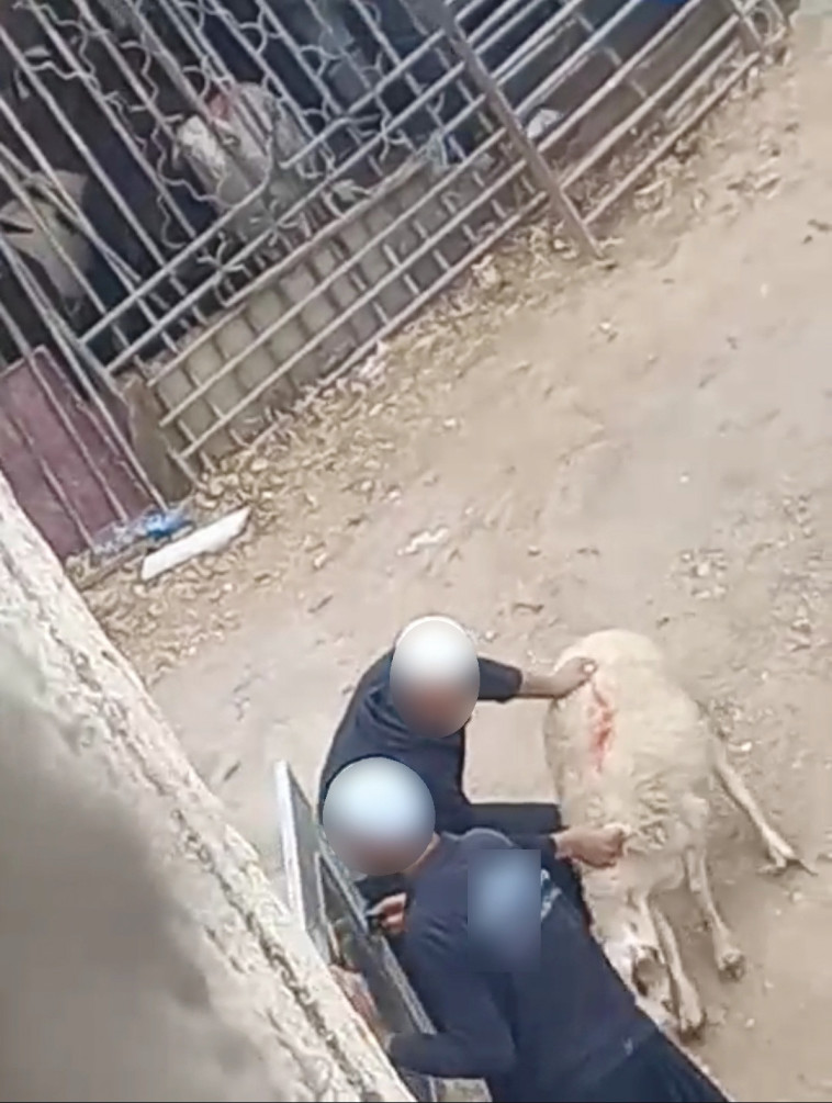 התעללות בעיזים