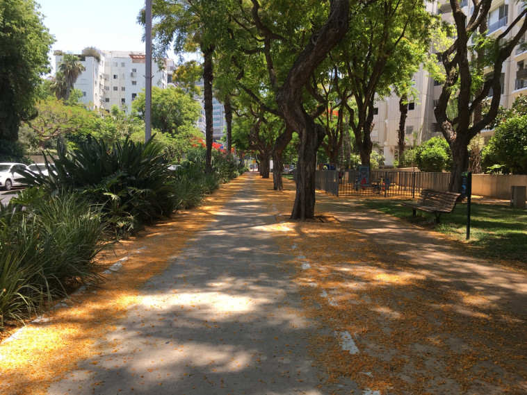 רחוב עם עצים