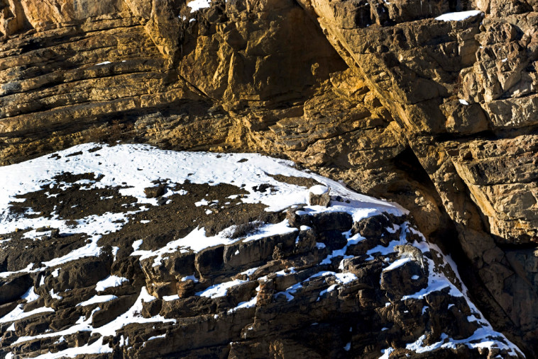היכן מסתתר הנמר? התשובה בתחתית הכתבה